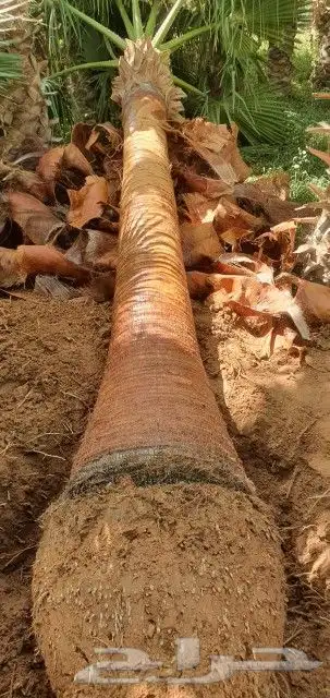 نخل واشنطني 8