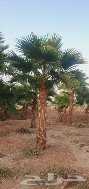 نخل واشنطني 7