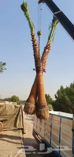 نخل واشنطني 6