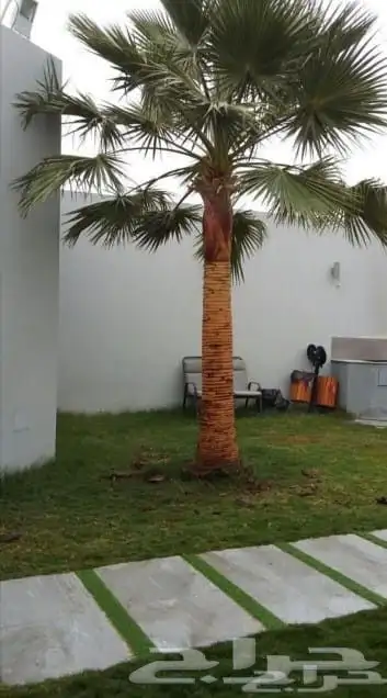 نخل زينه نخيل نخل واشنطني أمريكي للبيع 6