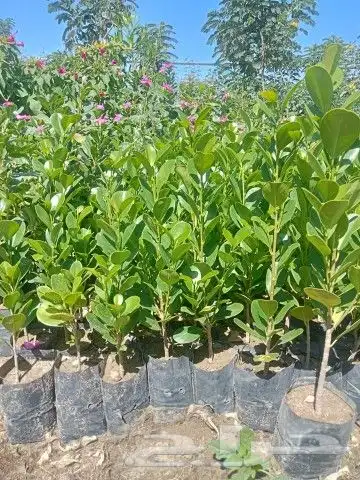 مشتل الربيع 4