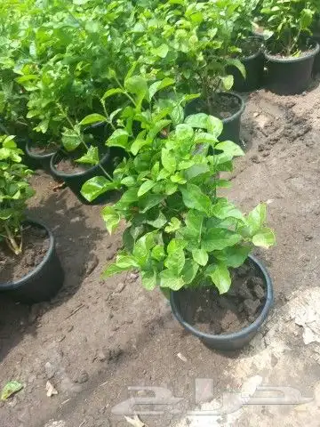 مشتل الربيع 2