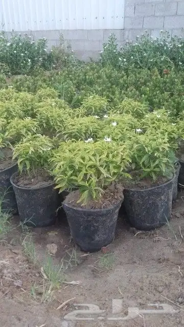 مشتل الربيع 3