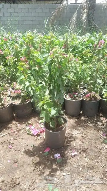 مشتل الربيع 6