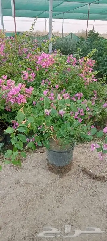 مشتل الربيع 8