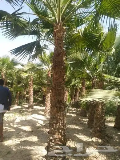 نخيل واشنطني زينه لبيع 3