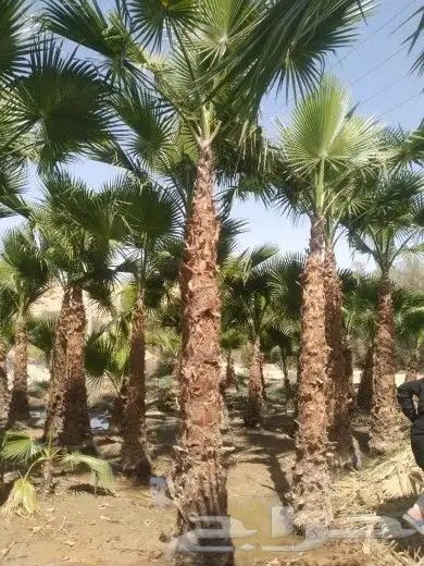 نخيل واشنطني زينه لبيع 1