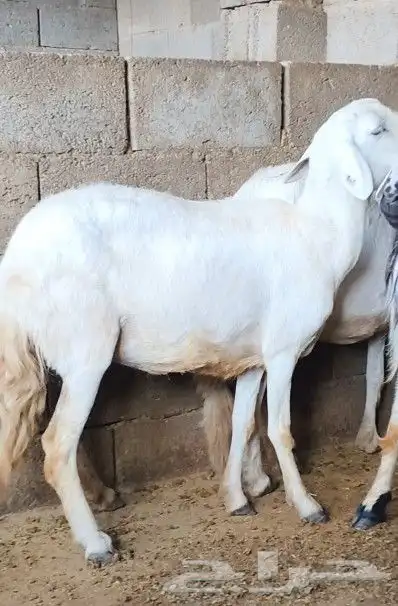 ثلاث من الضان 2