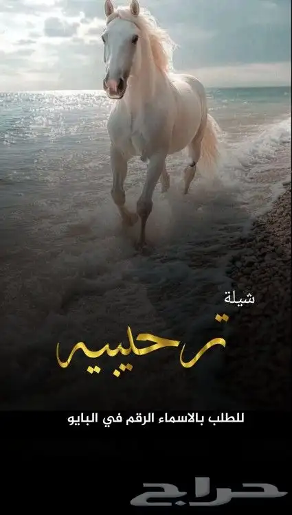 استديو تنفيذ شيلات وزفات بالاسماء حسب الطلب 3