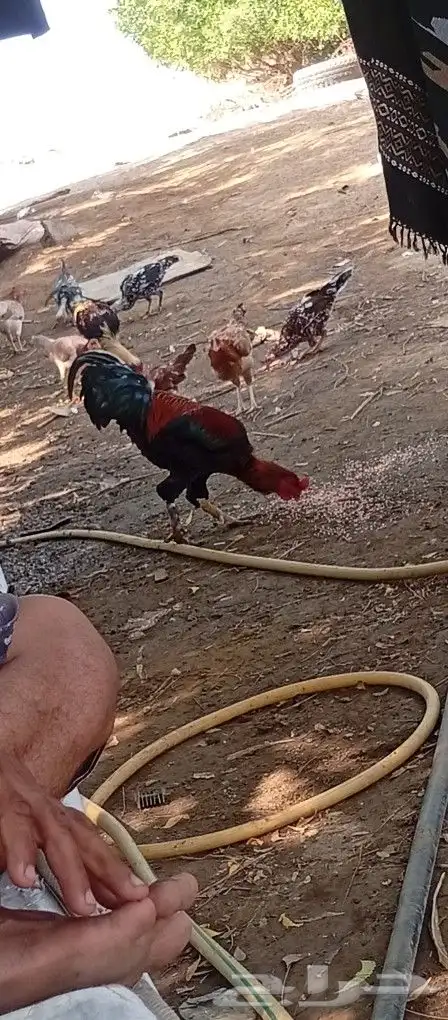 ديك اللبيع 0