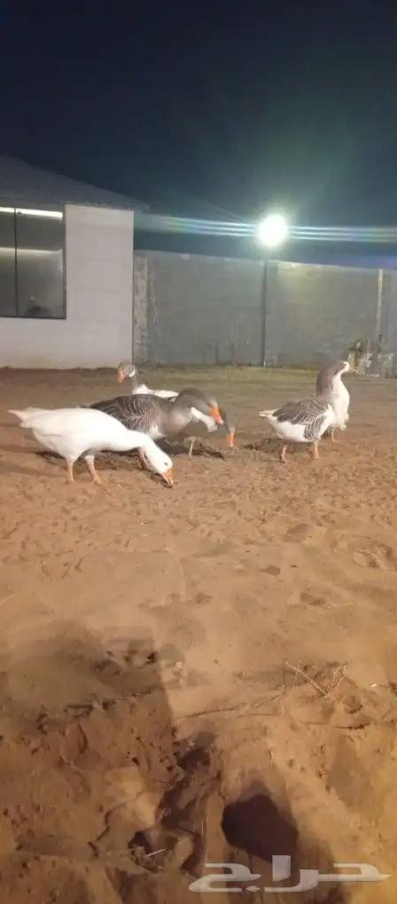 6حبات ذكور واناث 0