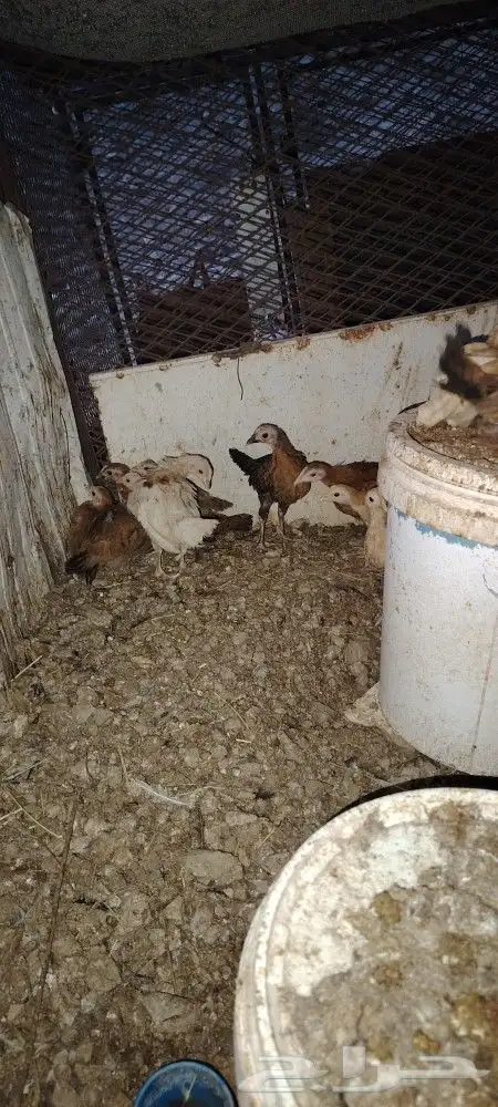 فروخ بلدي للبيع 4