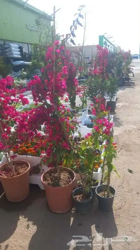 مشتل الحياه الطبعيه نبتات دخلي وخرجي 2