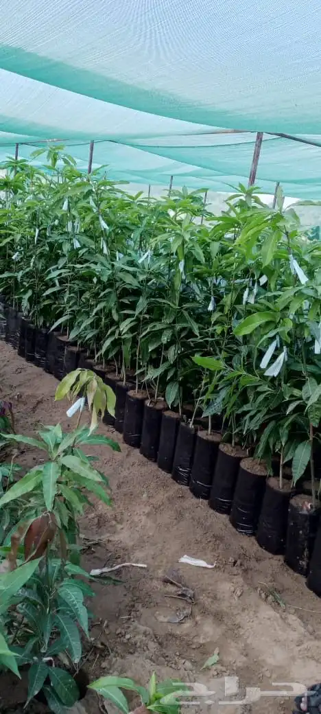 يوجد لدينا شتلات المانجو بجميع انواعها واسعار جمله 0