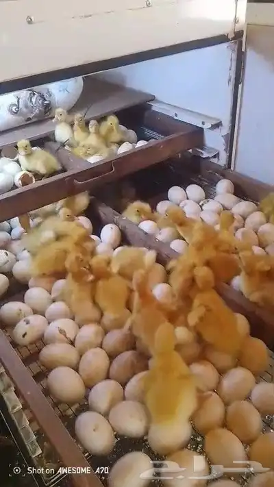 بيض بط بكيني مخصب index