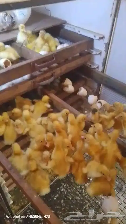 بيض بط بكيني مخصب 5