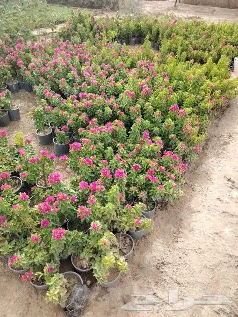 مشتل الربيع 9