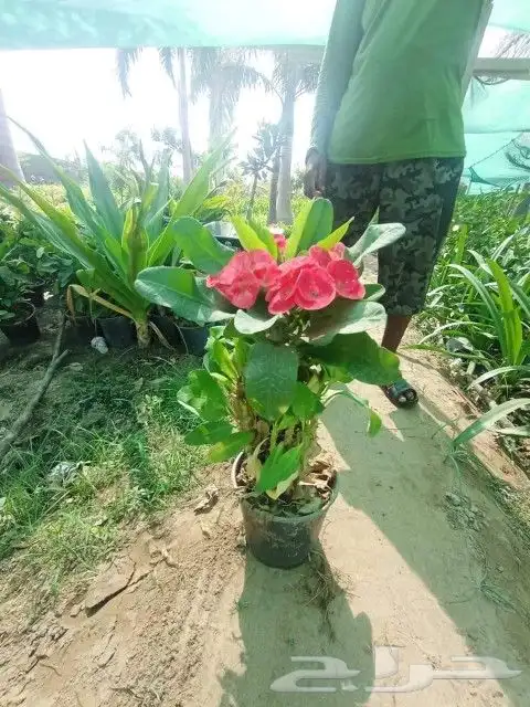 مشتل الربيع 5