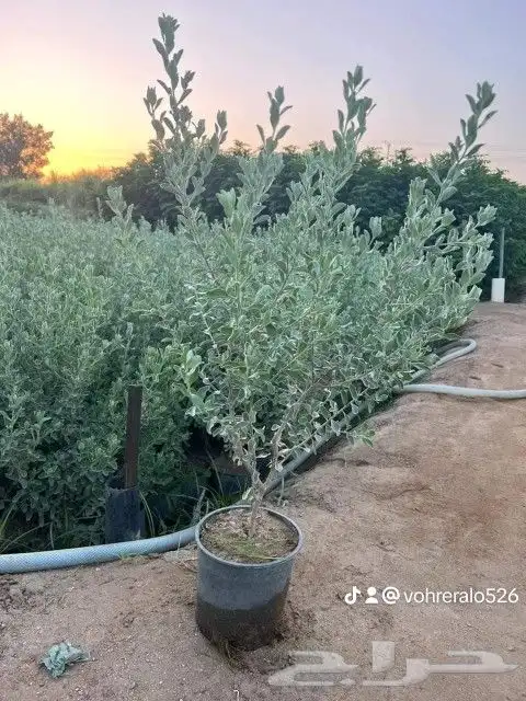 مشتل الربيع 7