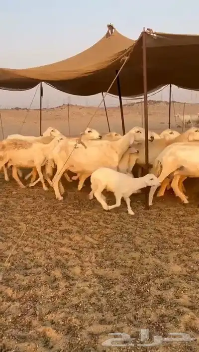 غنم حريات خلفات مصاغير index