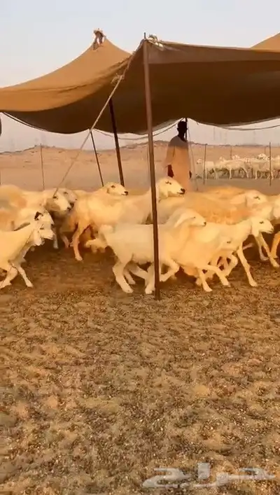 غنم حريات خلفات مصاغير index