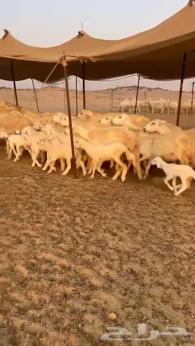 غنم حريات خلفات مصاغير index