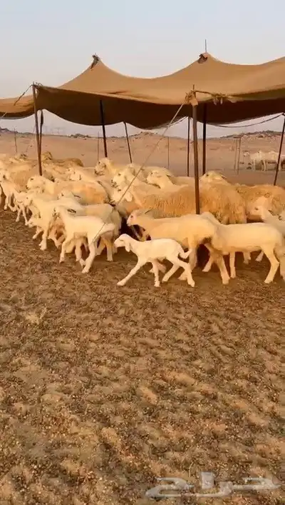 غنم حريات خلفات مصاغير index