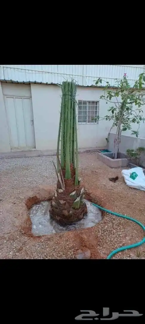 جميع اعمال النخيل الواشنطن والعربي وانواع الشبوك والسياج.. 5