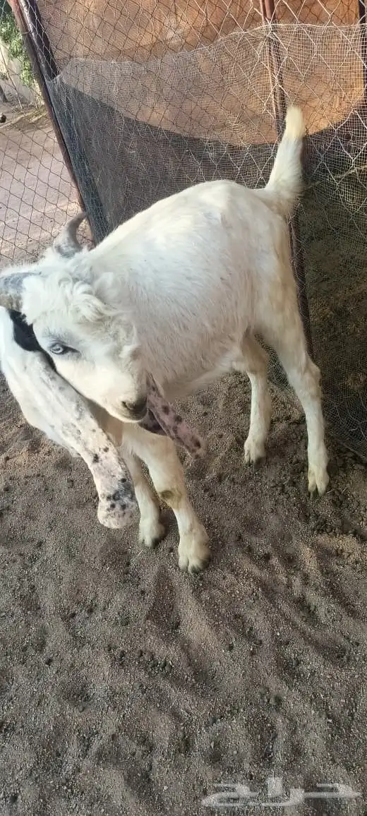 تيس دمشقي وجهة وعكفة أنف 2