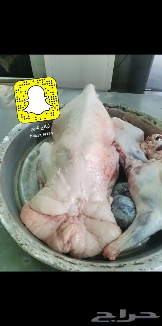ذبايح بريه 5
