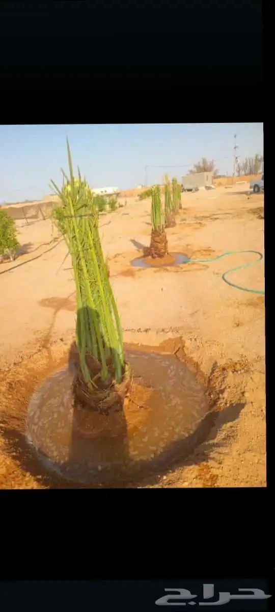 نخل القصيم نخلوطيب ومثمر على هذا الرقم 9