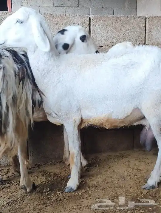 ثلاث من الضان 1