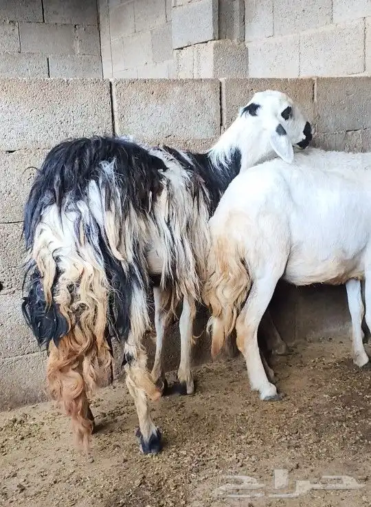 ثلاث من الضان 0