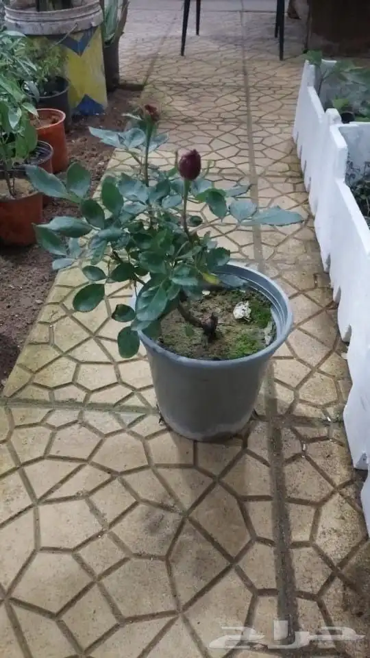 مشتل الحياه الطبعيه نبتات دخلي وخرجي 4