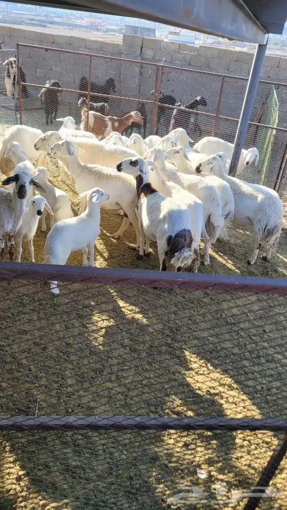 غنم مراح واحد العدد 18 بالفحل حقها ومعها 4 بهم والسن تتفاوت 0