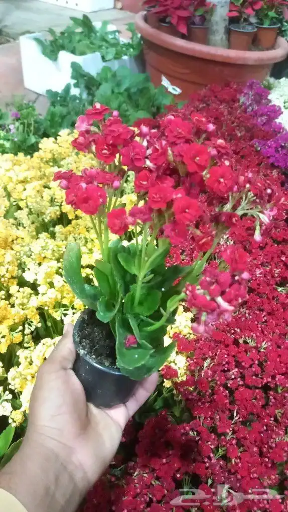 مشتل الحياه الطبعيه نبتات دخلي وخرجي 0