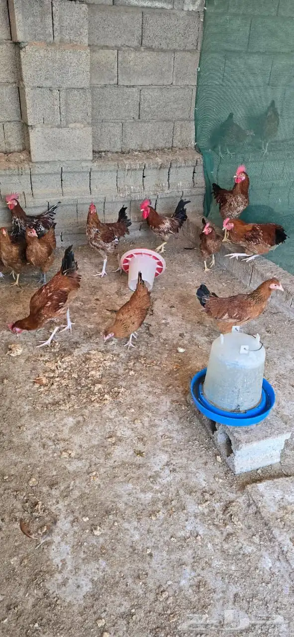 دجاج للبيع 1