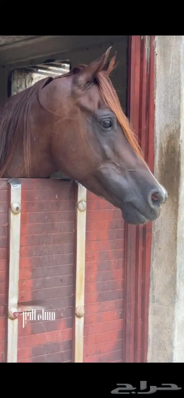 حصان شعبي كفو 2