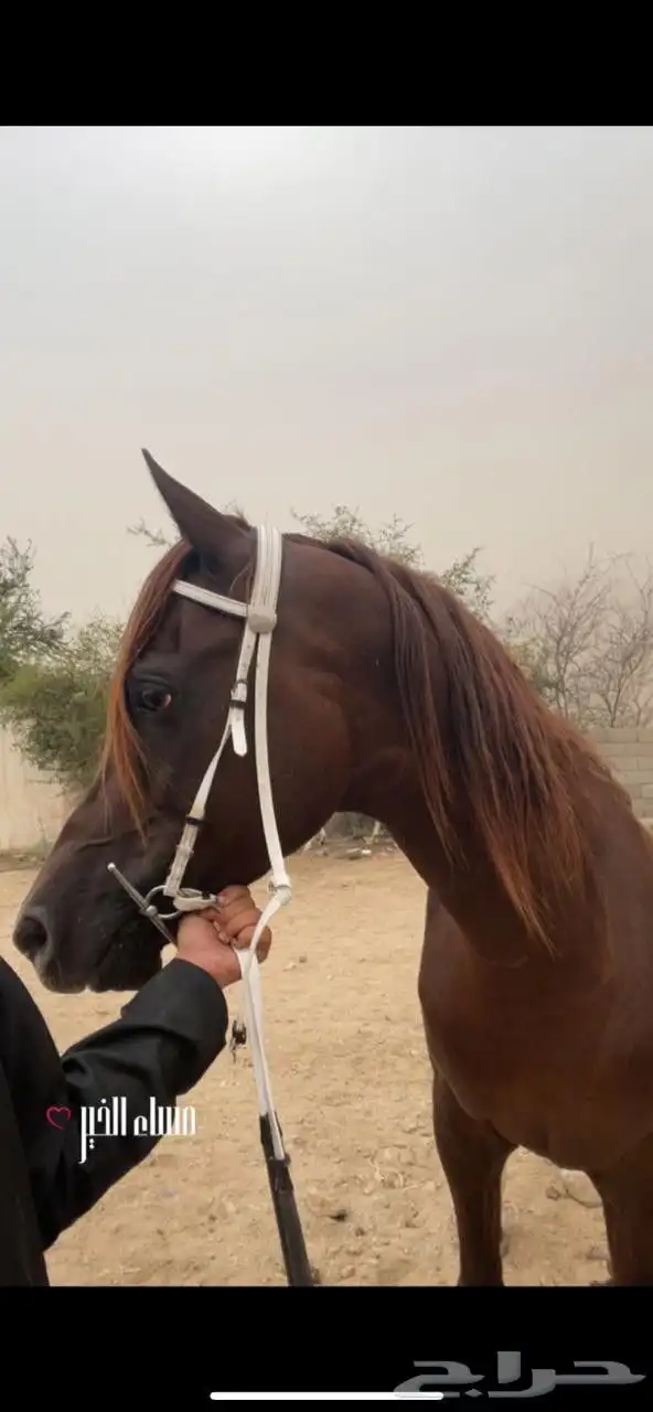 حصان شعبي كفو 3