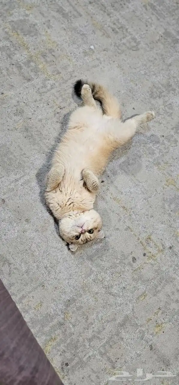 قط ذكر اسكوتش للبيع 1