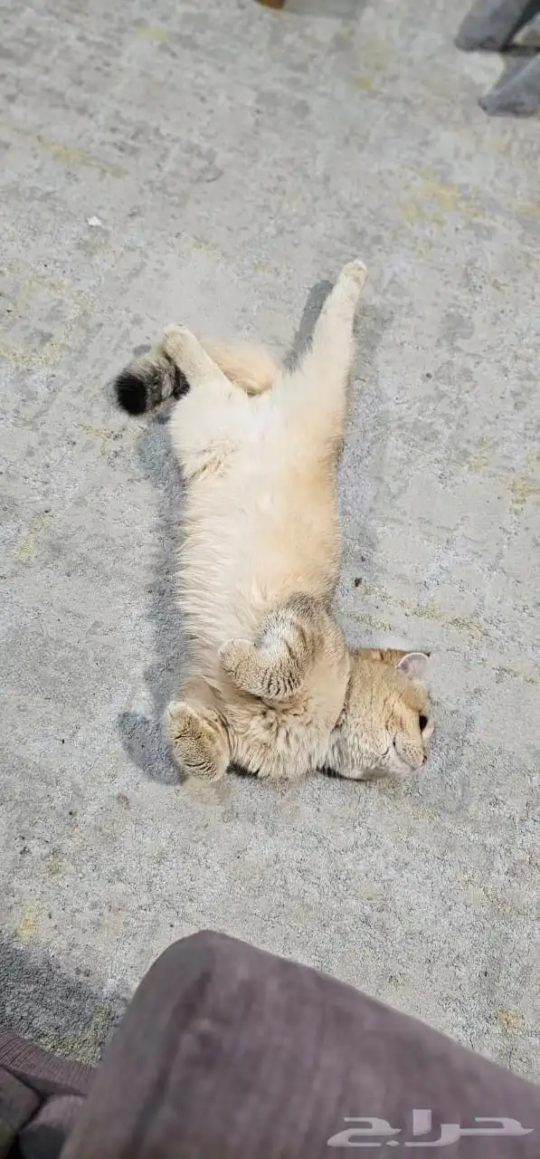 قط ذكر اسكوتش للبيع 0