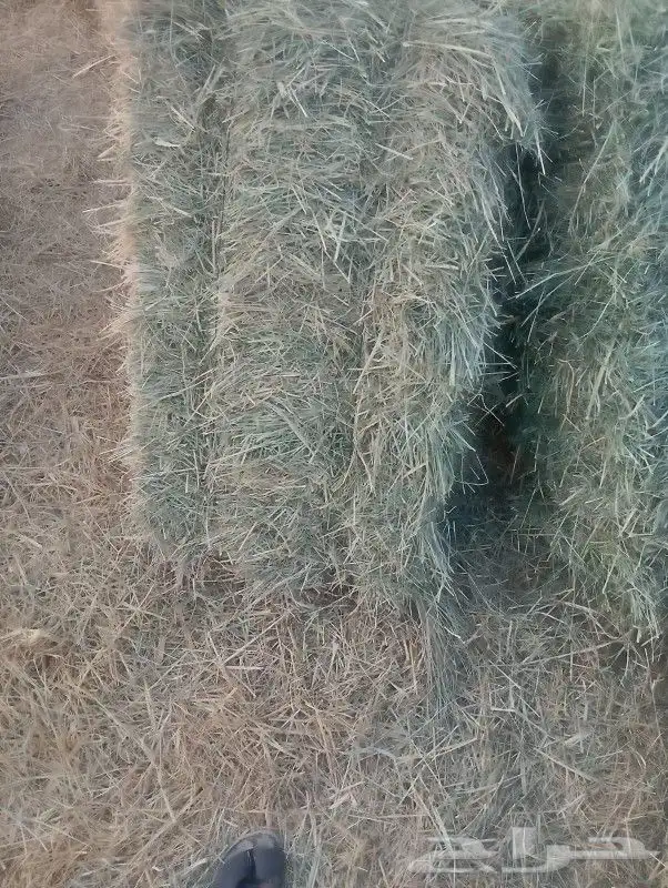 السلام عليكم ورحمة الله وبركاته مساءك الله بالخير اليوم عندي 2