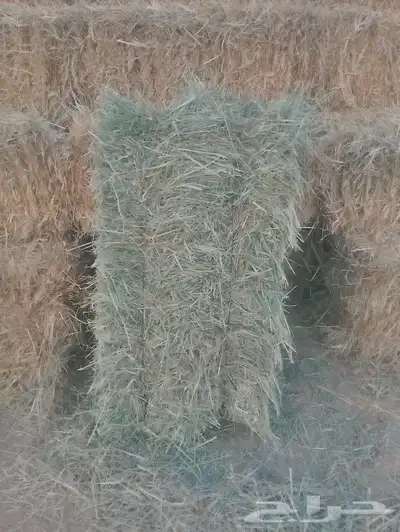 السلام عليكم ورحمة الله وبركاته مساءك الله بالخير اليوم عندي index