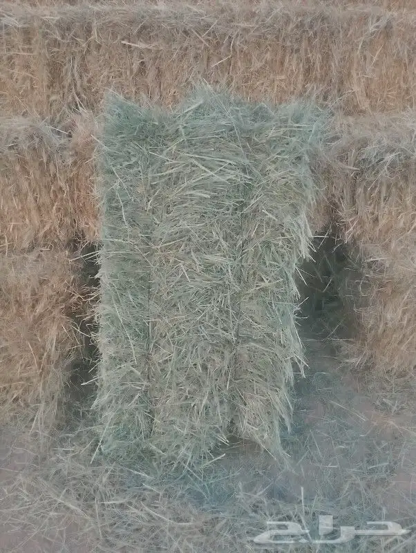 السلام عليكم ورحمة الله وبركاته مساءك الله بالخير اليوم عندي 1