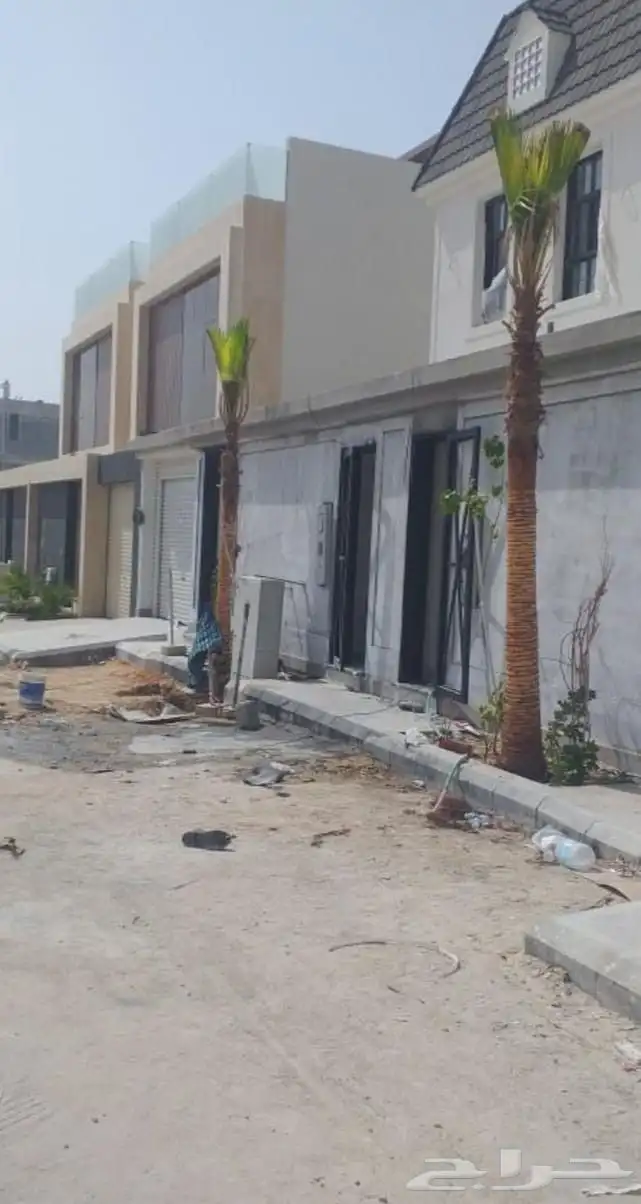 نخل زينه نخيل نخل واشنطني أمريكي للبيع 5