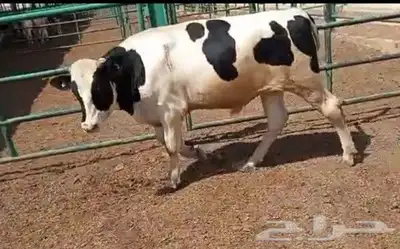 عجول هولندى للبيع index