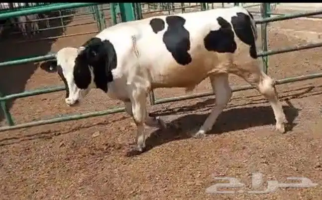 عجول هولندى للبيع 3