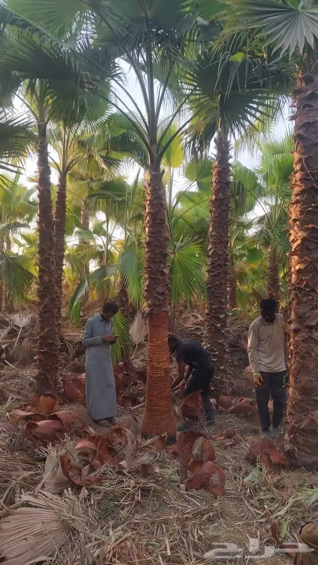 نخل واشنطني باقل سعر 4