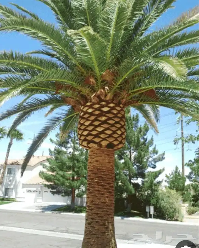 نخل ملوكي جده فاخر جميع المقاسات متوفره 0