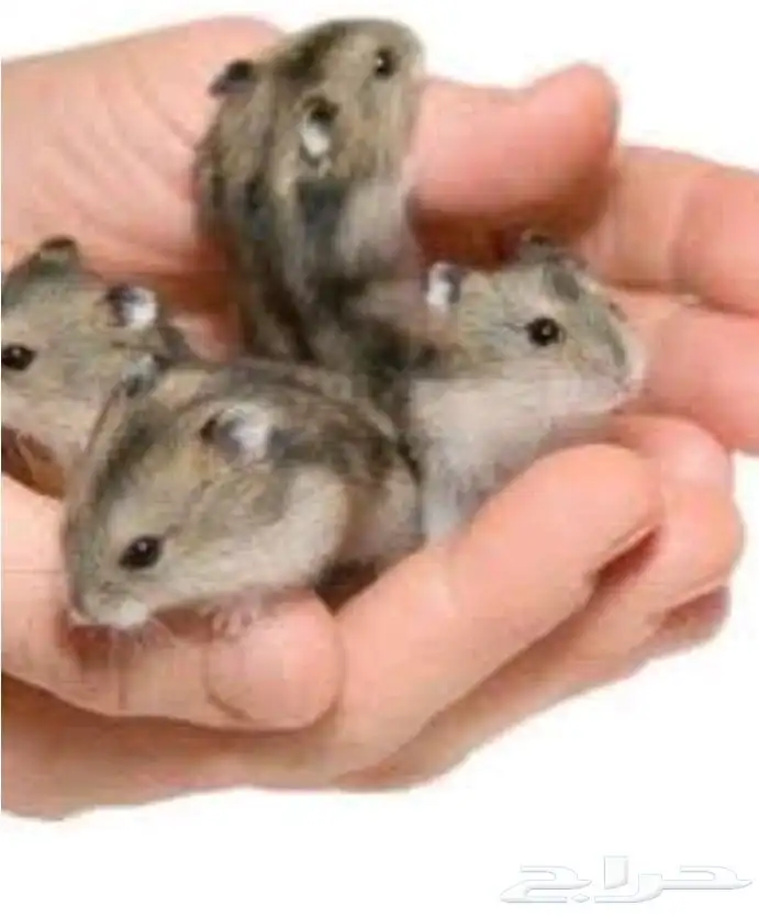 هامستر روسي قزم 0